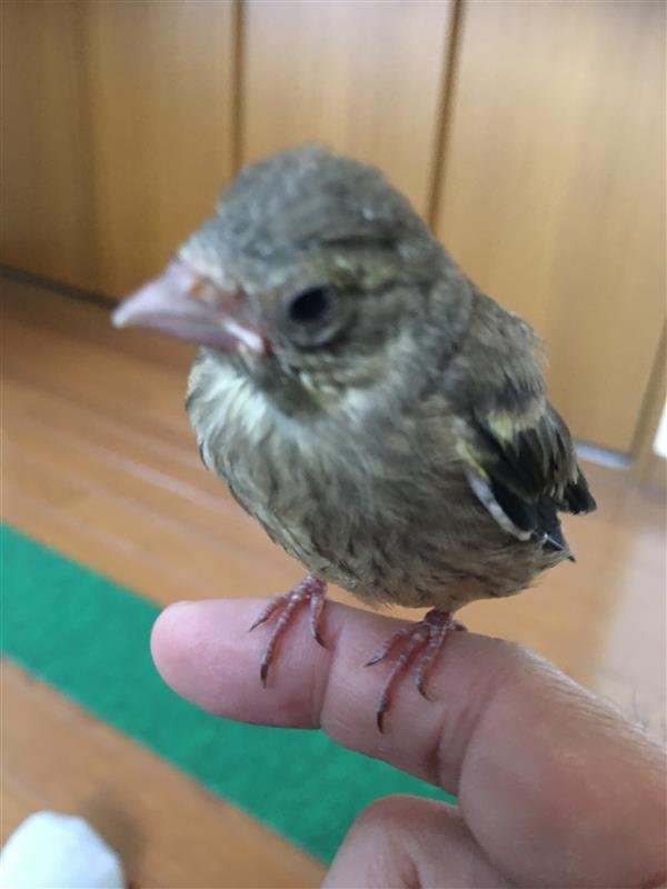 どないしょ 子雀拾ってもた トルネオ乗りのブログ 元トルネオ乗りのページ みんカラ どないしょ 子雀拾ってもた トルネオ乗りのブログ 元トルネオ乗りのページ みんカラ
