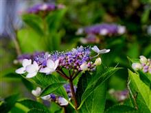 額紫陽花