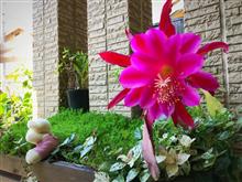 今年も咲きました。サボテンの花