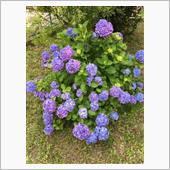 紫陽花が咲きました