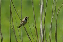 朝霧高原の野鳥達と近隣の猛禽類ツミ