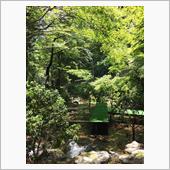 青い紅葉と川床料理