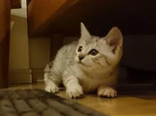 しまこがやってきた！