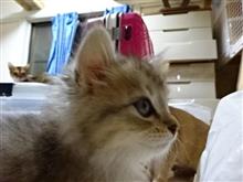 保護猫活動！？その３　22日はねこの日！寄付9回目（猫ブログ）
