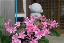 2017 大聖寺 あじさい祭り☆彡