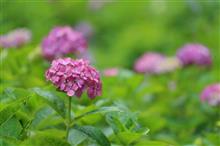 雨上りの紫陽花
