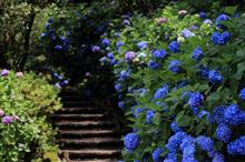 卯辰山の花菖蒲園でアジサイ