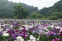 神楽女湖の花菖蒲・・・