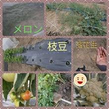 鳥バリア＆落花生・枝豆栽培＆トマト・じゃが収穫