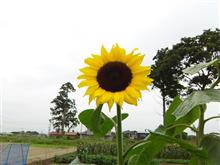 今日のひまわり🌻  7月2日