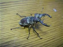 ミヤマクワガタ