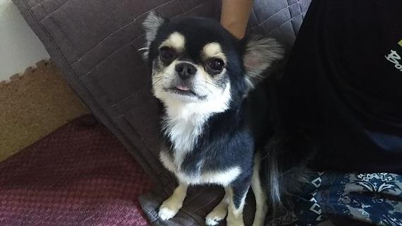 トリミングしたらチワワが柴犬に ユタ のブログ 今は無きgt R ライフ プリウス を愛するヴィッツ乗り ユタ のページ みんカラ