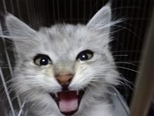 感☆彡　保護猫活動その５　（猫ブログ）