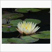 枚方のカイツブリは