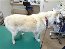 ウイルス性感染症？