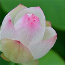 ハスの花 ~エビフライから逃げられない~ ハスの花 ~エビフライから逃げられない~