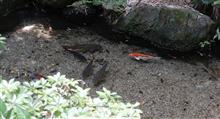 こんなに湧き水がキレイとは こんなに湧き水がキレイとは
