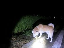 雨小降りになりましたので お散歩に行くことできました 雨小降りになりましたので お散歩に行くことできました