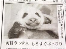 もうすぐ目が全開しそうだぜ！　上野赤パン…