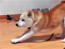 今夜もお散歩 今夜もお散歩
