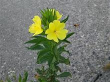 夏休み？