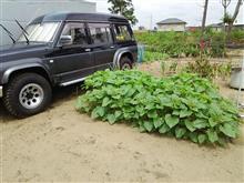 今日のひまわり🌻  7月30日