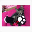 新人チャー君(=^x^=)