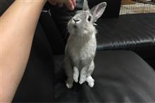 0801火 実家帰省〜４日目（ナポリタンとむ〜ちゃんお迎え）