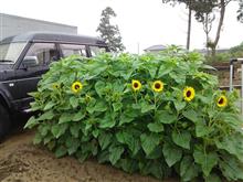 今日のひまわり🌻  8月11日
