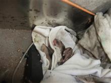 工具入れで、子育て中