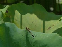 ８月１２日土曜日の日記　ペルセウス座流星群
