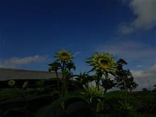 今日のひまわり🌻  8月18日