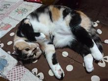 ケロ助脚回りなんやかや(#^.^#)