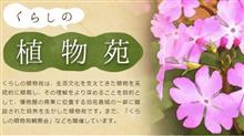 朝早ドライブで朝顔を見に行く 朝早ドライブで朝顔を見に行く