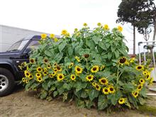 今日のひまわり🌻  8月22日