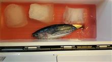 お盆休み後の釣り2/2 お盆休み後の釣り2/2
