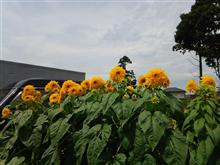 今日のひまわり🌻  8月26日
