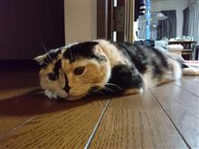 旧軽ﾐｰﾃｨﾝｸﾞ反省会(*￣∇￣)ノ
