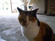 三毛猫のミケにゃん(^_^) 三毛猫のミケにゃん(^_^)