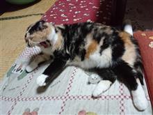 お化粧のけたら(・・;)