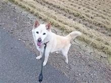 休日のワンコ散歩
