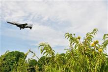 【今週の空活】