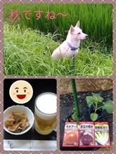 ブロッコリー植え＆秋まき野菜
