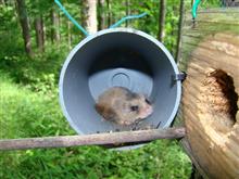 ヤマネを見つけられましたなら… ヤマネを見つけられましたなら…