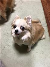 遅くなりましたが(^^;;らっぴーの追悼キャンプのお知らせです 
