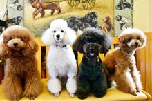 チョコブラ & ラブメル 🐩 チョコブラ & ラブメル 🐩
