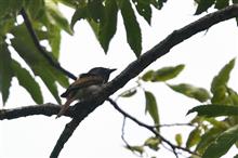 Ｄ８５０試写（その２）、公園の野鳥たち