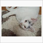 愛猫が天に召されました。