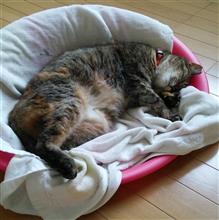 最高のパートナー