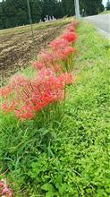 曼殊沙華と虫